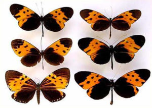 Mimétisme de Müller, papillon